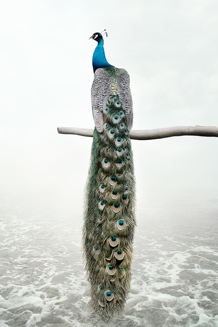 Alice Zilberberg, ‘Patience Peacock’, 2019, Photography, Photo-based digital painting (Paper - Canson Infinity Rag Photographique), Isabella Garrucho Fine Art