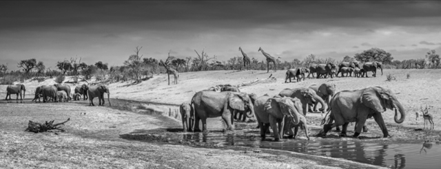 David Yarrow, ‘Before Man’, 2019, Photography, Silver Gelatin Print, Hilton Asmus