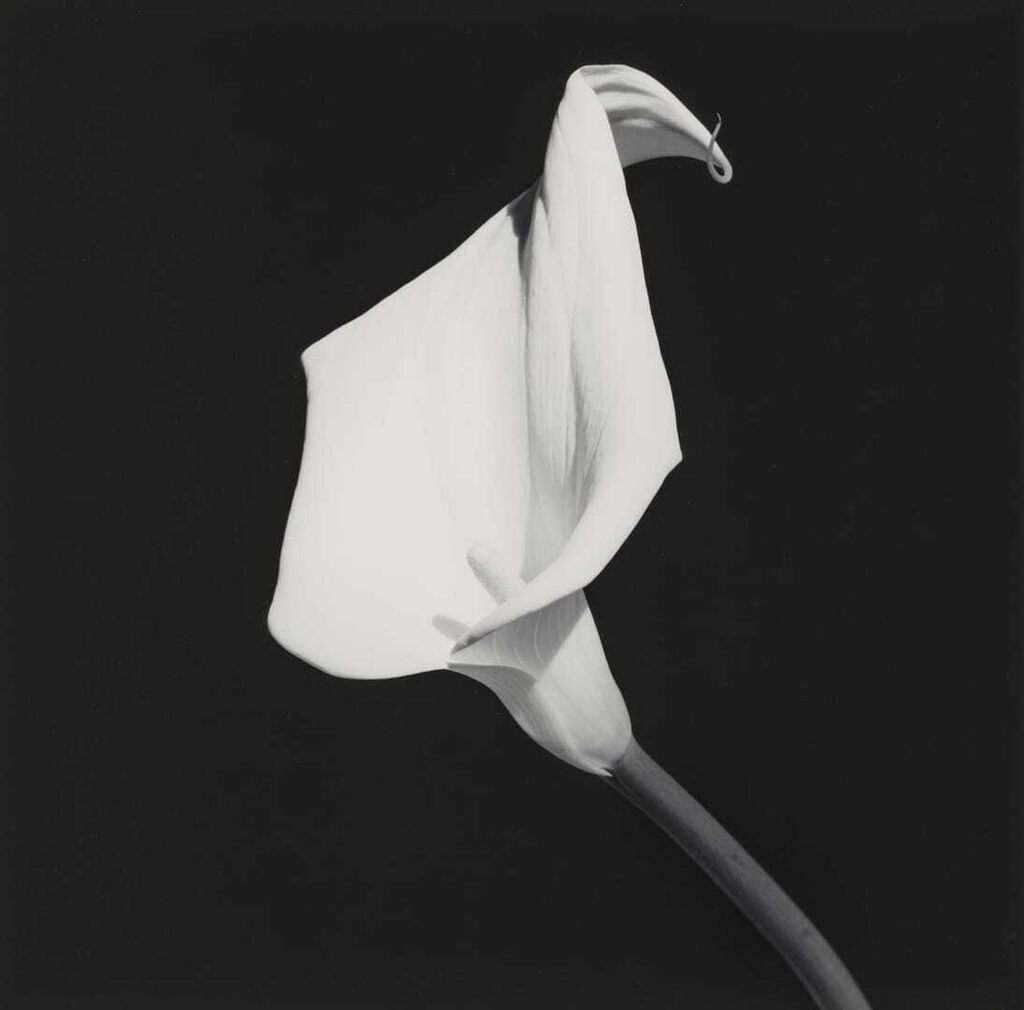 Robert Mapplethorpe - Calla Lily