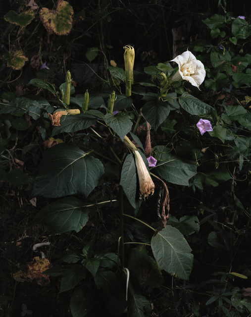 Sharon Core, ‘Untitled #11’, 2015, Photography, Archival pigment print, Yancey Richardson Gallery