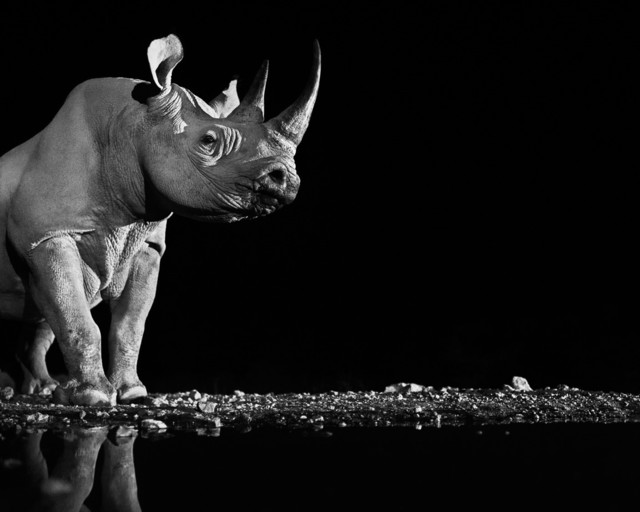 David Yarrow, ‘Precious’, 2013, Photography, Digital Pigment Print on Archival 315gsm Hahnemuhle Photo Rag Baryta Paper, Isabella Garrucho Fine Art