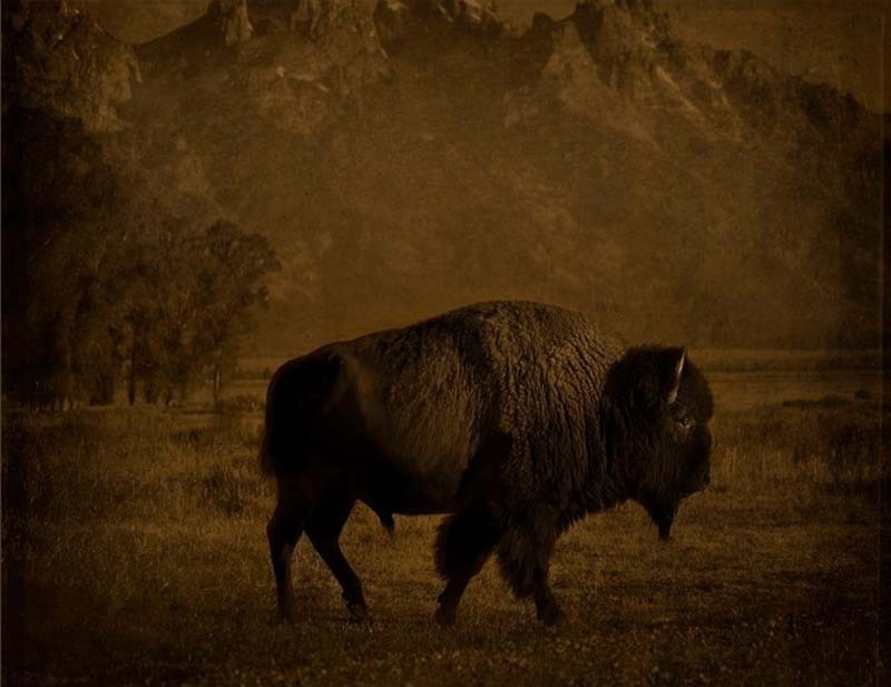 Jack Spencer - Buffalo/Tetons, Wyoming, 2007