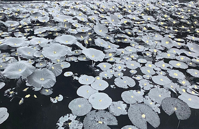 Unborn Lotus
