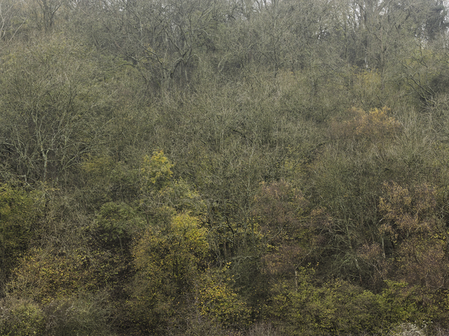 Leon Steele, ‘Heath #4’, ca. 2010, Photography, Chromogenic Print, Wren London