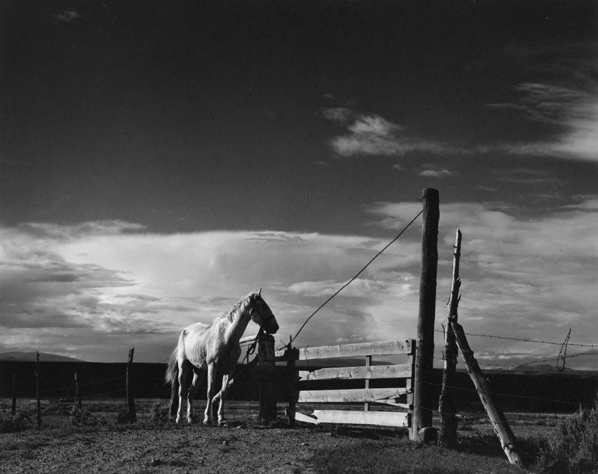 Paul Strand | White Horse, Rancho de Taos, New Mexico ...