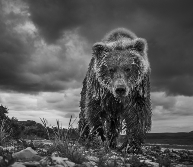 David Yarrow, ‘Funnel Creek’, 2016, Photography, Archival Pigment Print, Samuel Lynne Galleries