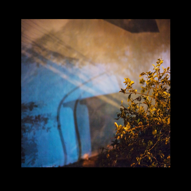 Frank Hallam Day, ‘Bush, Blue Wall’, 2013, Addison/Ripley Fine Art