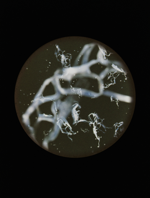 Mandy Barker, ‘ 'Copeopod langisticus'’, 2016, Photography, Archival Pigment Print, East Wing
