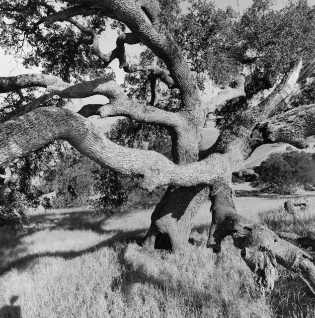 Lee Friedlander, ‘California’, 1996, Fraenkel Gallery