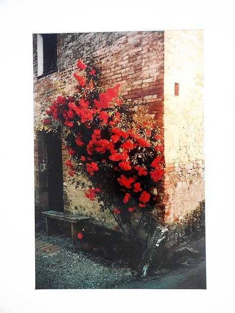 Joel Meyerowitz, ‘Tuscany, Roses Taverna d'Arbia, 1991’, Late 20th Century, Lions Gallery