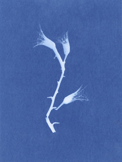 Nina Raasch, ‘Desert Flower #2’, 2017, Spotte Art
