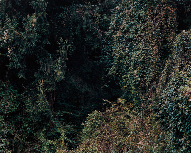 Ricarda Roggan, ‘Baumstück 6’, 2008, Phillips