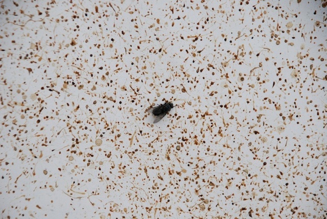 Penny Lamb, ‘Fly Spit Painting’, 2010, Vigo Gallery