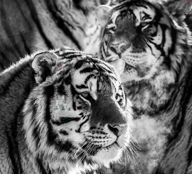 David Yarrow, ‘Whiskey Mist’, 2016, Photography, Kunsthuis Amsterdam
