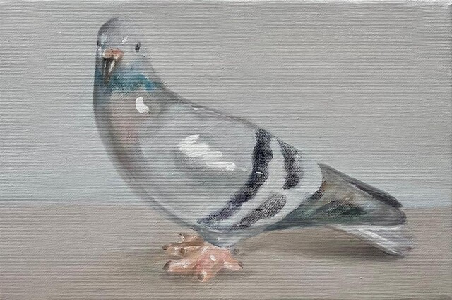 Pigeon