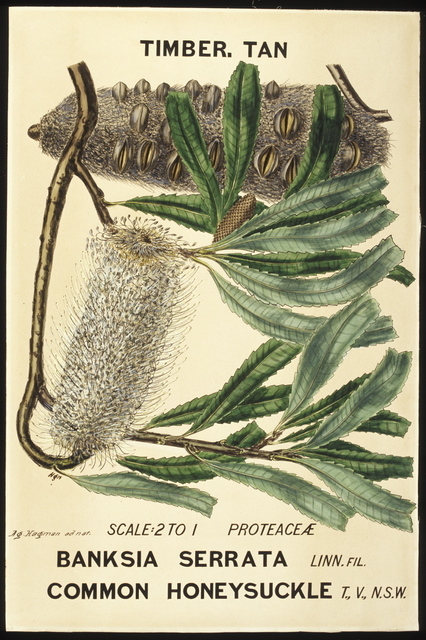 Agard Hagman, ‘Botanical illustration of Banksia serrata (Common Honeysuckle)’, 1887, Powerhouse Museum
