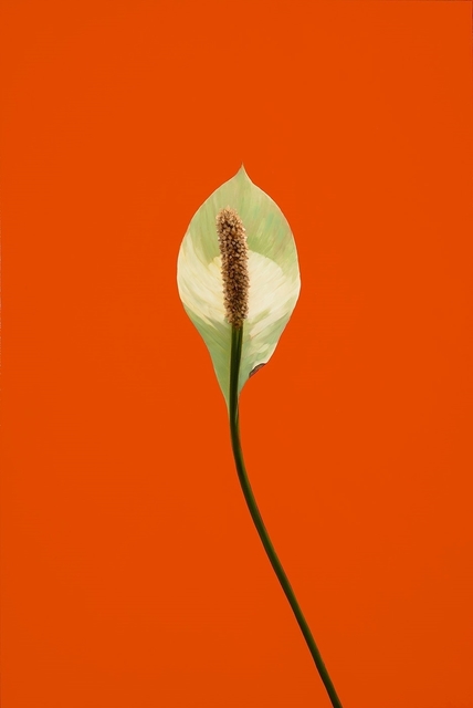James Lahey, ‘Peace Lily 151112-02’, 2015, Painting, Technique mixte / Mixed media, Galerie de Bellefeuille