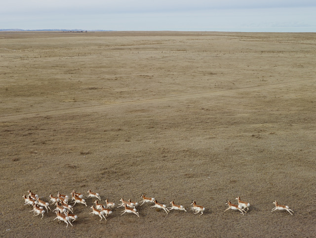 Andrew Moore, ‘Pronghorn Antelope, Niobara County, Wyoming’, 2013, Photography, Archival pigment print, Jackson Fine Art