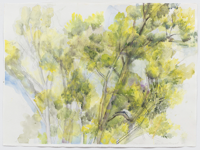 Sylvia Plimack Mangold, ‘The Pin Oak July 2015’, 2015, Drawing, Collage or other Work on Paper, Graphite and watercolor on paper, Alexander and Bonin