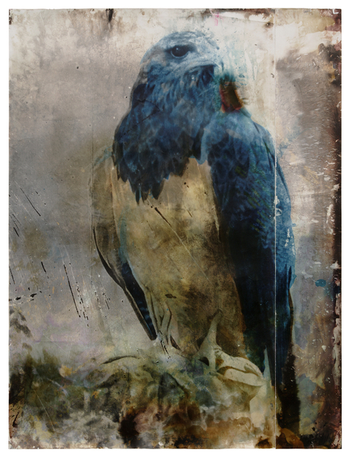 Johannes Brus, ‘Falke’, 2008, Galerie Judith Andreae