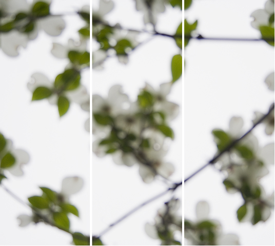 Jeri Eisenberg, ‘Dogwood White No. 2’, 2008, Carrie Haddad Gallery