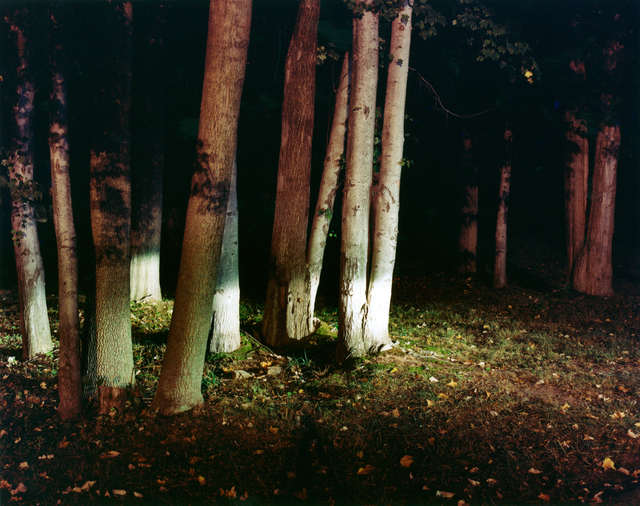 Maria Passarotti, ‘Woods’, 2005, Susan Eley Fine Art