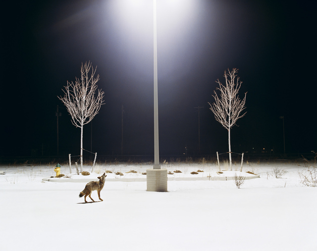 Amy Stein, ‘Howl’, 2007, Robert Koch Gallery