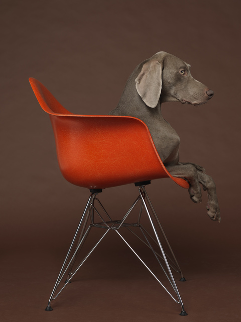 William Wegman, ‘Eames Low’, 2015, Betsy Senior Fine Art
