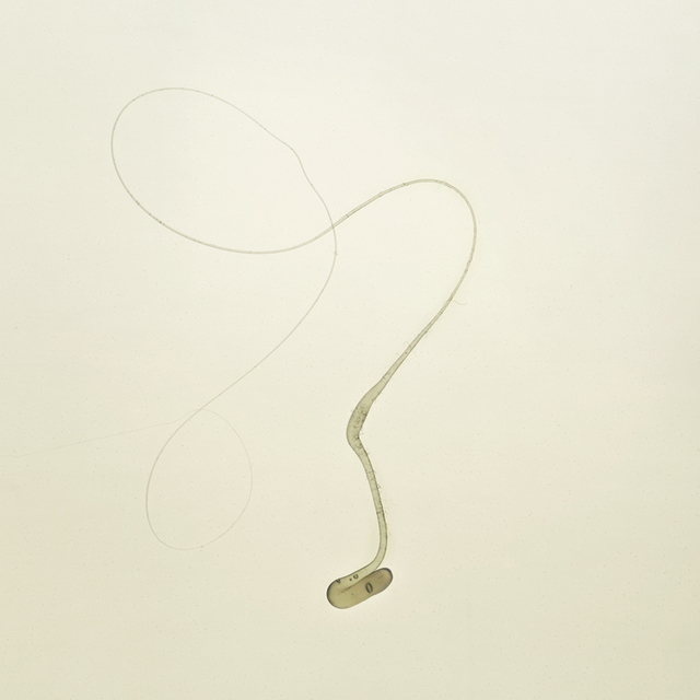 Laurent Lamarche, ‘Celly 2’, 2011, Art Mûr