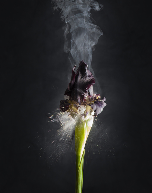 Ori Gersht, ‘Iris atropurpurea D02’, 2018, Photography, Archival pigment print, Talley Dunn Gallery