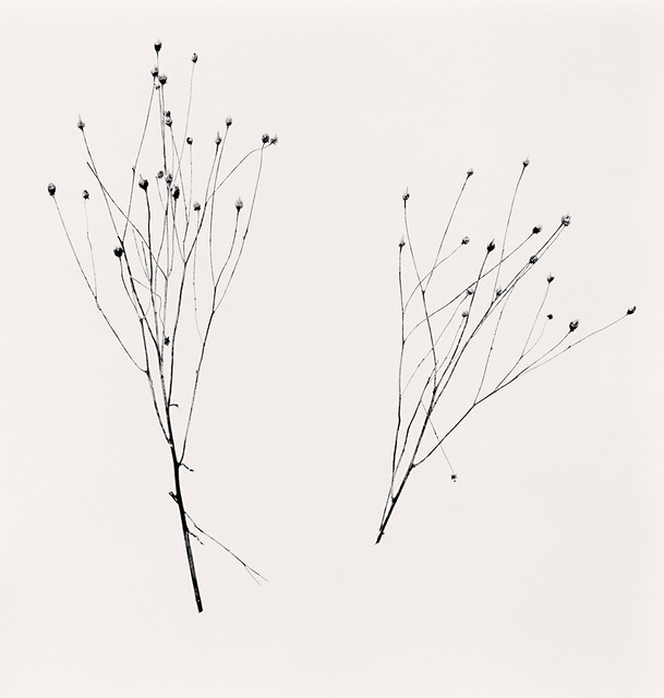 Michael Kenna, ‘Two Winter Stalks, Biei, Hokkaido, Japan’, 2013, G. Gibson Gallery