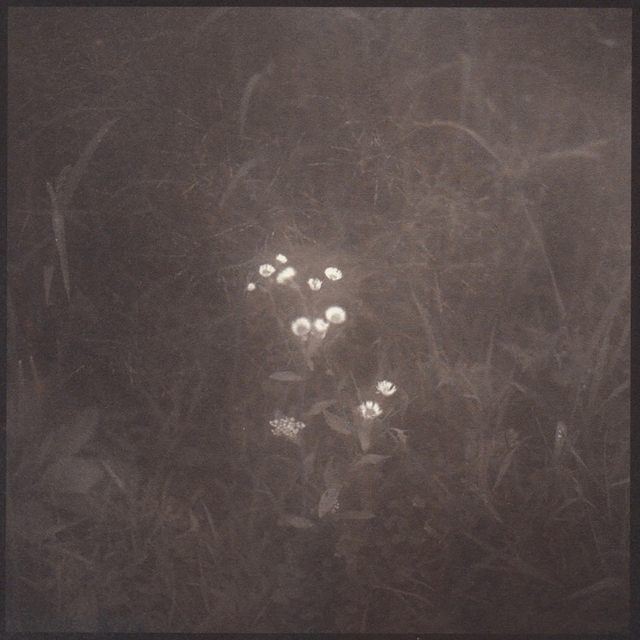 Denise Oehl, ‘Tiny Flowers’, 2018, John Davis Gallery