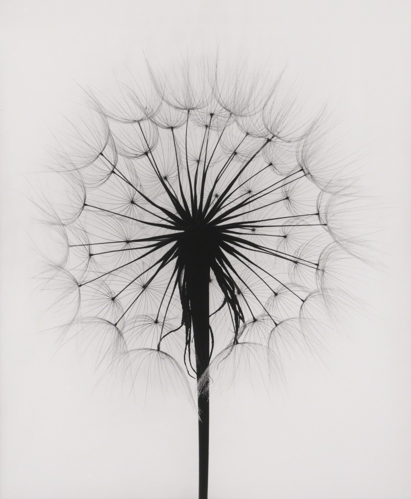 Paul Caponigro Scottish Thistle Rochester Ny 1958 Available