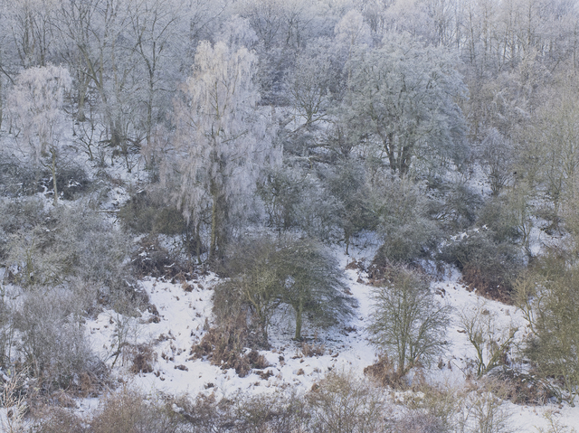Leon Steele, ‘Heath #15’, 2011, Photography, Chromogenic Print, Wren London