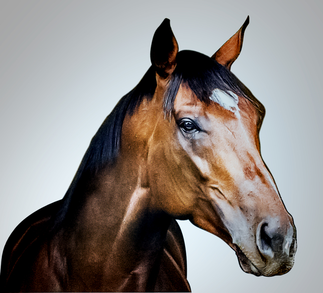 Chris Levine, ‘Frankel Superstar’, 2014, Leehwaik Gallery