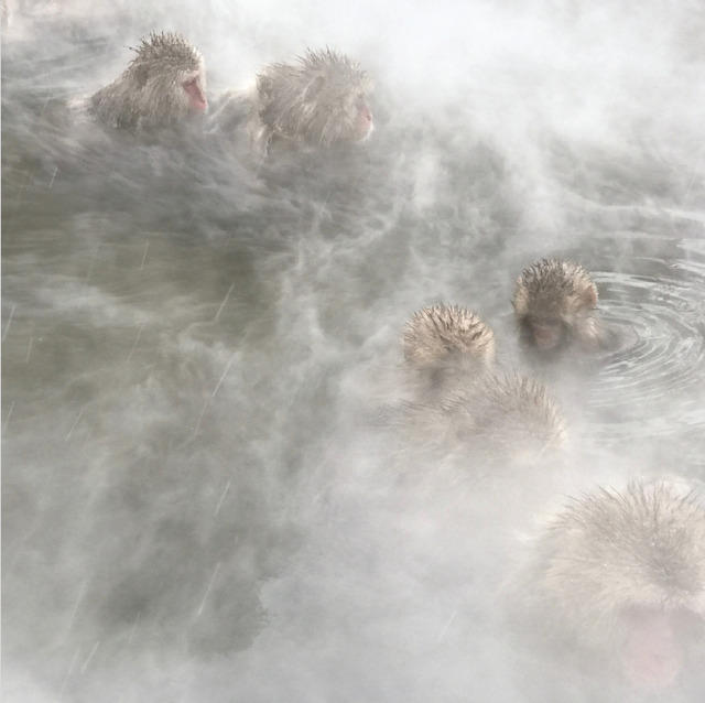 Lisa Roet, ‘Snow Monkey’, 2000-2001, MARS