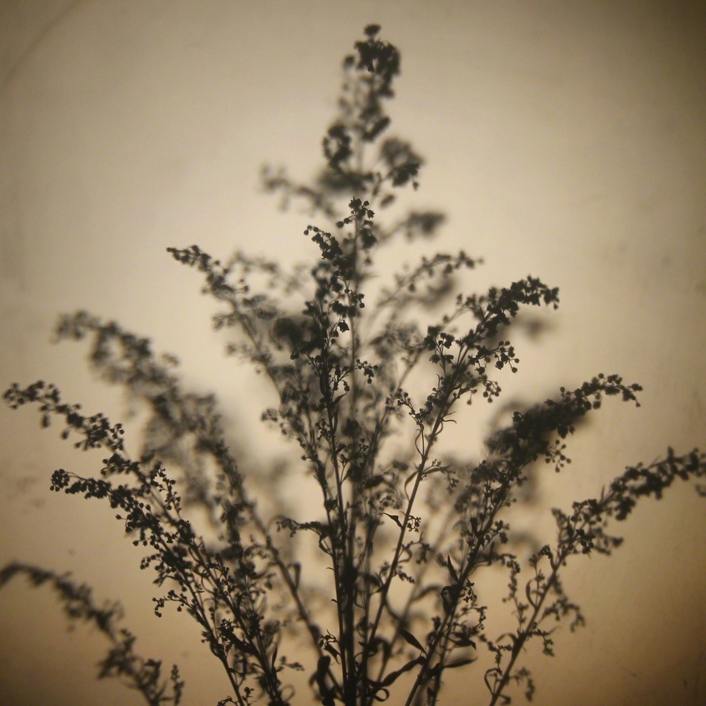 Caitlin Deibel, Goldenrod, 2017, photo print, unique edition, 8.5 x 8.5 inches (21.59 x 21.59 cm) Caitlin Deibel, Goldenrod, 2017, photo print, unique edition, 8.5 x 8.5 inches (21.59 x 21.59 cm)