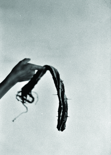 Katinka Bock, ‘Dead Cactus ’, 2016, Galerie Greta Meert