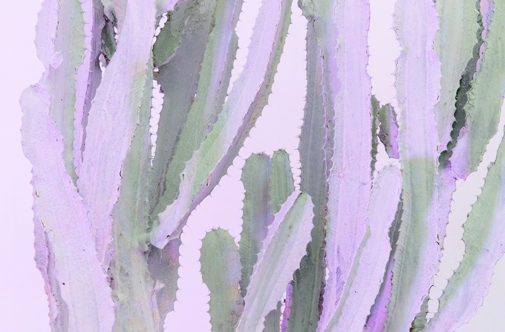 Andrew Dadson, 'House Plants' (detail), 2017, installation view from 'Site For Still Life', Contemporary Art Gallery, Vancouver, 2017. Courtesy the artist, David Kordansky Gallery and Galleria Franco Noero. Photography by SITE Photography Andrew Dadson, 'House Plants' (detail), 2017, installation view from 'Site For Still Life', Contemporary Art Gallery, Vancouver, 2017. Courtesy the artist, David Kordansky Gallery and Galleria Franco Noero. Photography by SITE Photography