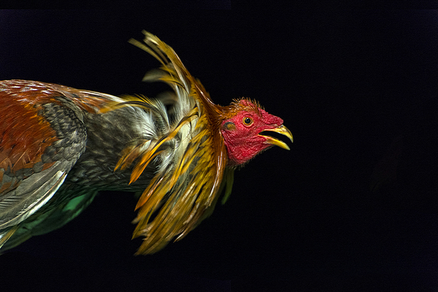 Humberto Vélez, ‘ Between beauty and violence’, 2015, NG Art Gallery