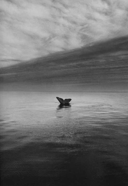 Resultado de imagen de sebastiao salgado genesis iceberg