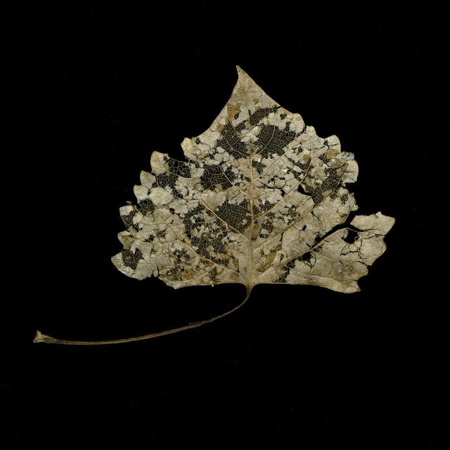 Meridel Rubenstein, ‘Winter Cottonwood Filagree Leaf’, 2010, Photography, Vegetable inks on Canson BFK Reeves watercolor paper, Brian Gross Fine Art
