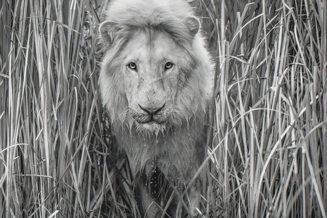 David Yarrow, ‘Narnia’, 2019, Isabella Garrucho Fine Art