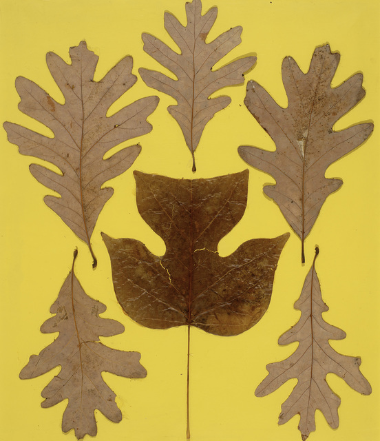 Josef Albers, ‘Leaf Study IX’, ca. 1940, Hammer Museum
