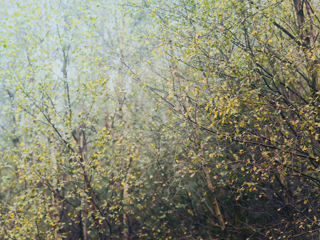 Leon Steele, ‘Ranmore #7’, 2018, Wren London