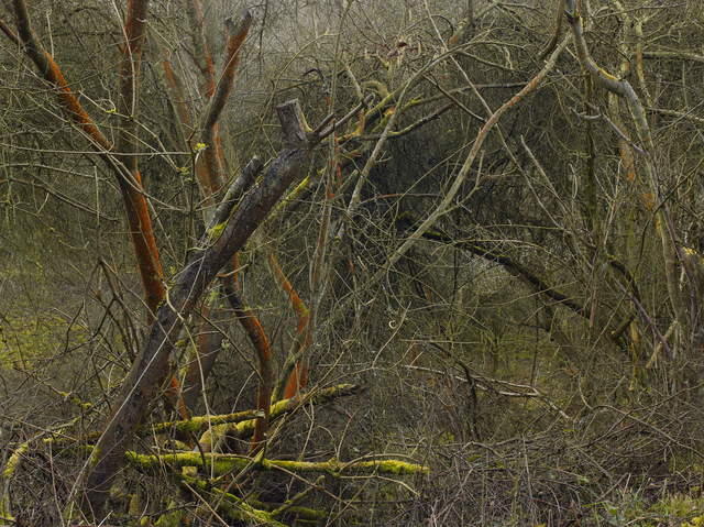 Leon Steele, ‘Heath #5’, 2011, Photography, Chromogenic Print, Wren London