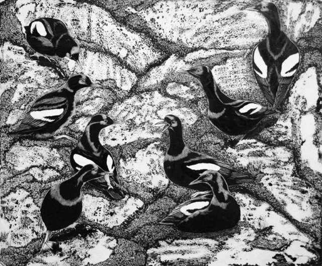 Tony Angell, ‘Pigeon Guillemots - Castle Rock Off Lopez Island’, 1982, Foster/White Gallery