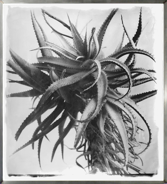 Stephen Inggs, ‘Aloe’, 2006, HackelBury Fine Art