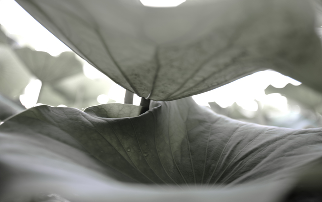 Kim Yongho, ‘Pian 2011_0011’, 2011, GALLERY SU: