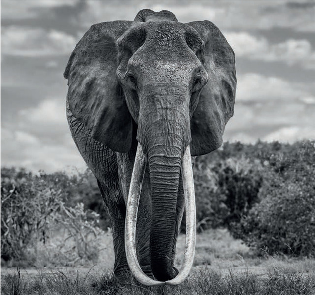 David Yarrow, ‘The Final Few’, 2017, Photography, Archival Pigment Print, Maddox Gallery